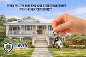 Termite inspection reminder graphic for Queenslander home in Twin Waters, Sunshine Coast